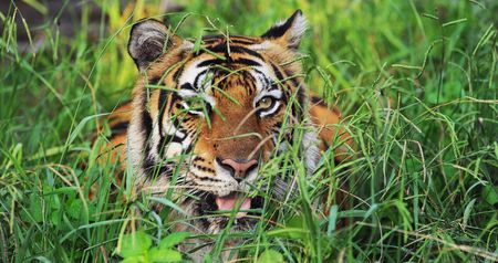Bengal Tigerの写真素材