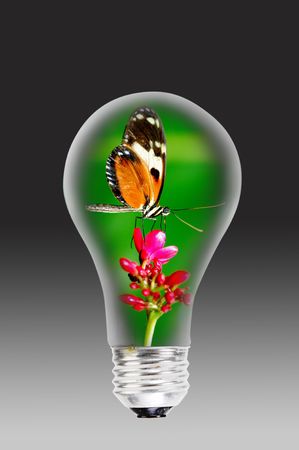 Light bulb and the butterflower.の写真素材