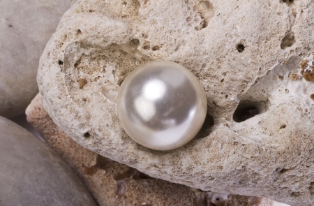 Large White Pearlの写真素材
