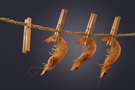 Shrimp Hanging Out.の写真素材