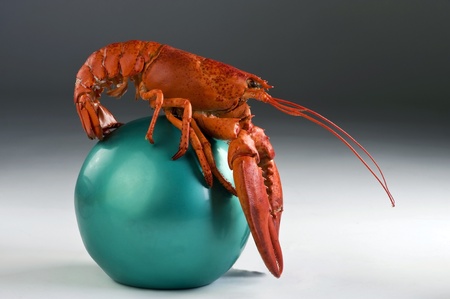 Lobster on an Exercise ball.の写真素材