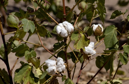 West Texas Cotton.の写真素材