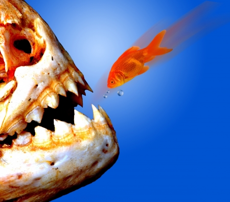 Piranha versus Goldfish の写真素材