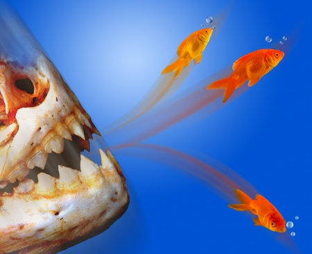 Goldfish Escaping の写真素材