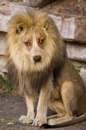 Lion With Dog Face の写真素材