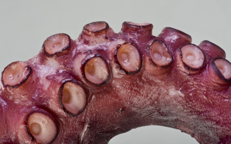 Octopus  の写真素材