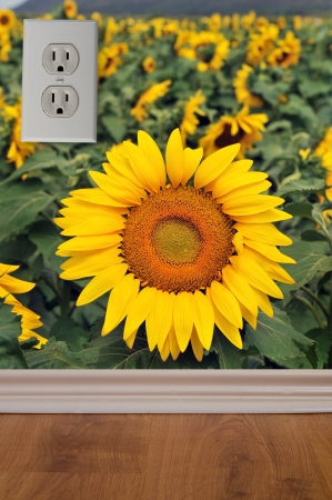 Sunflower Room 