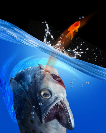 Monster fish going after small gold fish.の写真素材