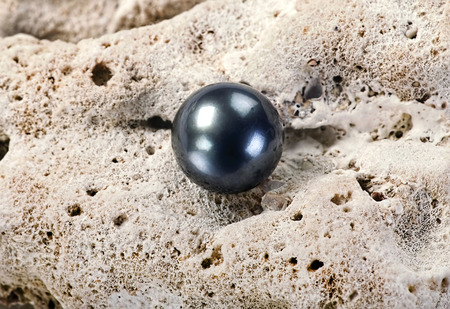 Large black Tahitian pearl on white coral.の写真素材