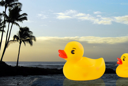 Rubber ducks swimming in ocean in Hawaii.の写真素材