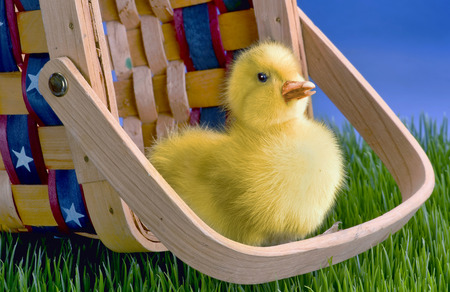 Cute little baby duck in basket.の写真素材