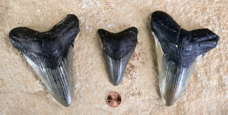 Megalodon shark teeth around 45 million years old.の写真素材