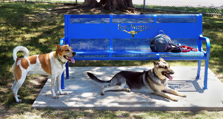 A day at the local dog park.