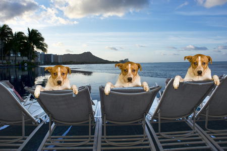 Three family dogs on vacation in Hawaii.の写真素材