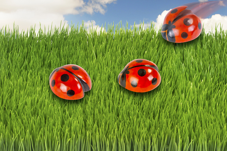 Three ladybugs in green grass.の写真素材