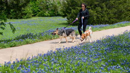 Ennis,Texas  April 19, 2018 - Ennis, Texas Springtime bluebonnet trails which cover over 40 miles of Texas bluebonnet flowers.のeditorial素材