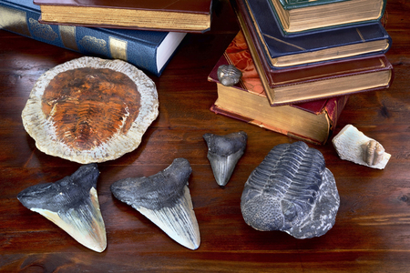 Trilobites 480 million years old and Megalodon shark teeth 45 million years old.の写真素材