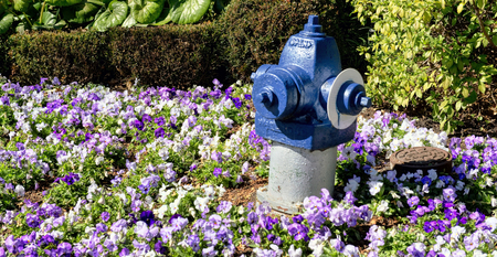 Blue painted fire hydrant in a field of vivid flowers.の写真素材