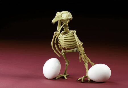 Which came first the Chicken or the egg with room for your type.の写真素材