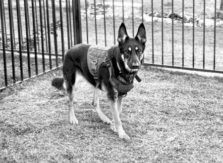 German Shepherd dog with her work vest in black and white.の写真素材