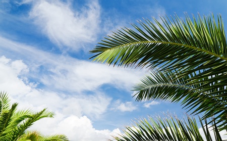 Blue sky with palm treesの写真素材