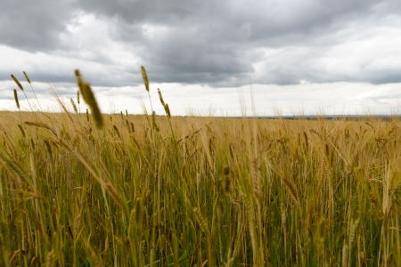 Wheat field under rainの写真素材