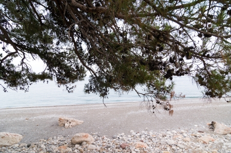 Pine trees on a sea shore in Turkeyの写真素材