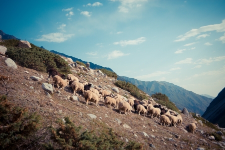 Herd of sheep high in Caucasus mountainsの写真素材