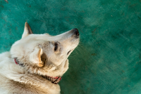 Big white furry dog lyaing on green floorの写真素材