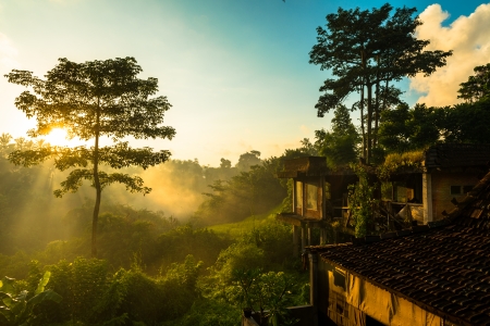Sun is rising above lush jungle - morning lightの写真素材