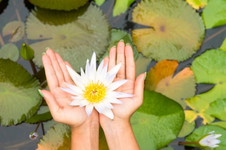 Woman hands holding lotus flower (waterlily) against leaves backgroundの写真素材