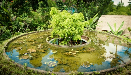 Small pool with lotus flowers in Bali, Indonesia