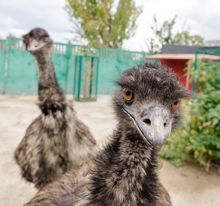 Two funny ostriches looking with interest at camera