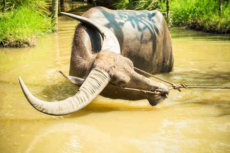 Big domestic water buffalo in water. Vietnamの写真素材