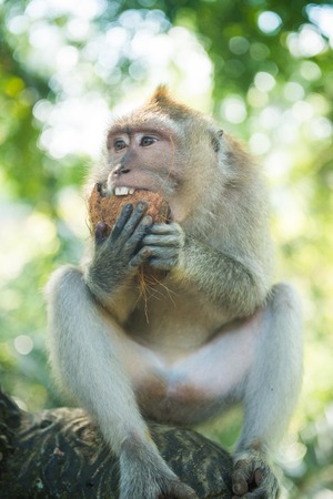 Macaque monkey having a coconut as dessertの写真素材