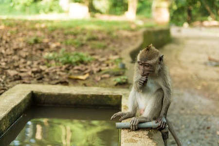Monkeys at sacred monkey forest Ubud Bali Indonesiaの写真素材