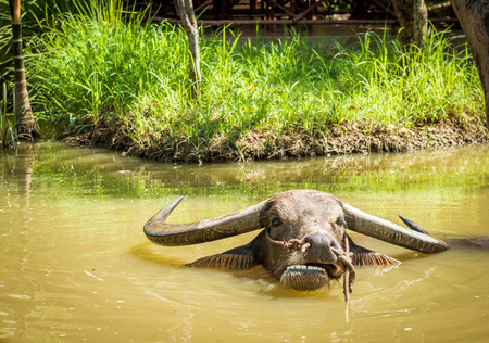 Big domestic water buffalo in water. Vietnamの写真素材