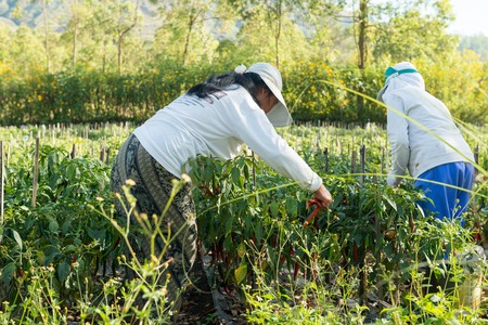 KINTAMANI, BALI INDONESIA - CIRCA MAY 2013 - Indonesian peasants working on red pepper plantation circa May 2013 in Kintamaniのeditorial素材