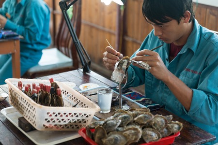 HALONG, VIETNAM - May 9, 2014 -Surgical implantation of an irritant in an oyster shell to produce pearls on a cultured pearl farmのeditorial素材