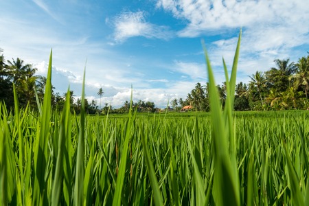 Lush tropical rice fields in Ubud, Indonesiaの写真素材
