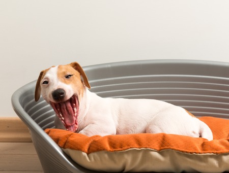 Yawn. Little Cute Jack Russell Terrier Lying Calm on Luxury Dog Bedの写真素材
