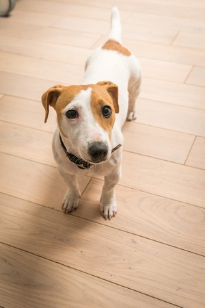 Jack Russell Terrier 10 months old portrait at homeの写真素材