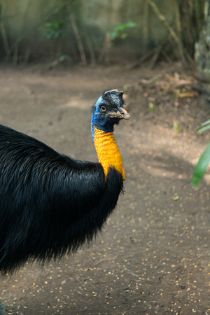 Lots of birds in Bali Bird park near Sanurの写真素材