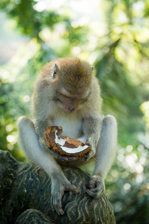 Macaque with coconutの写真素材