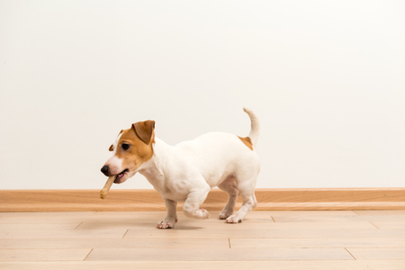 Jack Russell Terrier puppyの写真素材