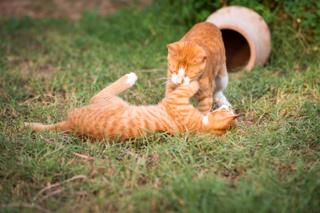 Two red kittensの写真素材