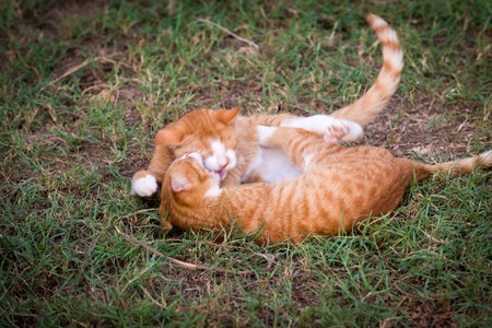 Two red kittensの写真素材