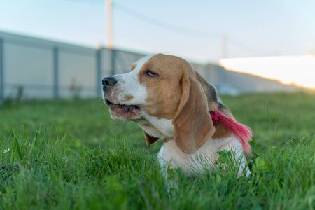 Cute beagle portraitの写真素材