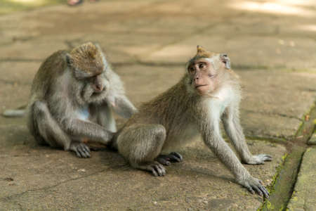 Monkeys in Ubud Baliの写真素材
