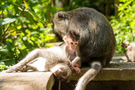 Monkeys in Ubud Bali